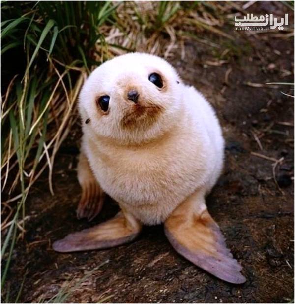 نوزاد حیوانات عکسهای نوزاد حیوانات تصاویر نوزاد حیوانات نوزاد حیوانات عکسهای نوزاد حیوانات تصاویر نوزاد حیوانات