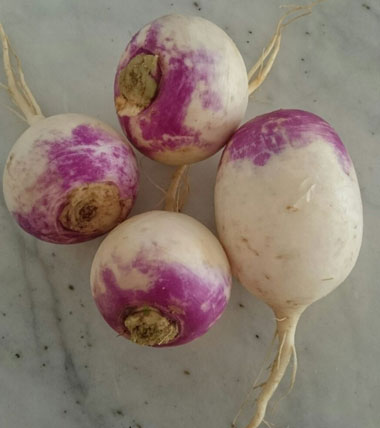 خاصیت شلغم خواص گیاه شلغم