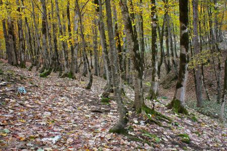 عکس های طبیعت زیبا و پاییزی اسالم در استان گیلان عکس های طبیعت زیبا و پاییزی اسالم در استان گیلان