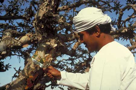 شناخت کندر،مناطق پرورش و نگهداری کندر تصاویر درخت کندر, روش کاشت و نگهداری از کندر
