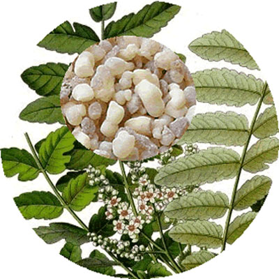 خواص کندر،کندر در بارداری خوردن کندر در دوران بارداری,مصرف کندر در دوران بارداری