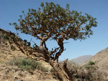 بهترین شرایط کاشت کندر،عکس گیاه کندر آشنایی با گیاه کندر,شناخت گیاه کندر
