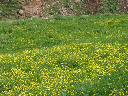 تصاویر روستای لیقوان،روستای لیقوان کجاست دره لیقوان,تصاویر دره لیقوان