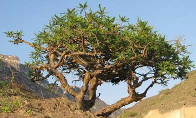 آشنایی با گیاه کندر،شناخت گیاه کندر بهترین شرایط کاشت کندر,عکس گیاه کندر
