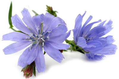 کاسنی،خواص کاسنی گیاهان دارویی