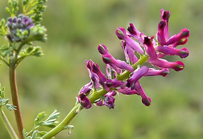 شاتره،خواص شاتره گیاهان دارویی
