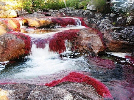 رودخانه کانو کریستال در کلمبیا،جاهای دیدنی جهان رودخانه رنگین کمان کانو کریستال
