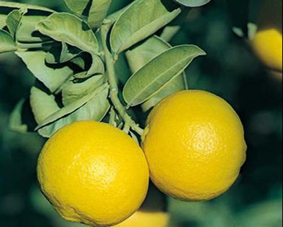 خواص لیموشیرین،فواید لیموشیرین خاصیت لیموشیرین, خواص داروئی لیموشیرین