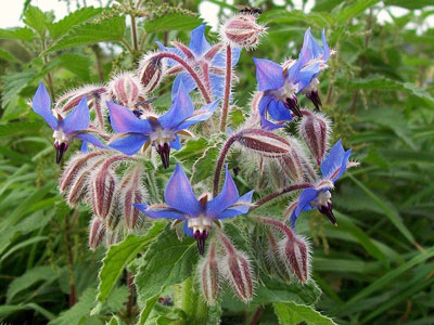 گل گاو زبان،خواص گل گاو زبان گیاهان دارویی