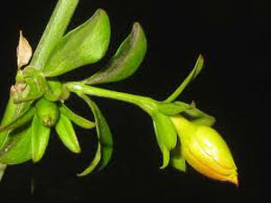 گل یاسمن زمستانی, گیاه یاسمن زمستانی, نحوه کاشت درختچه یاسمن زمستانی گل یاسمن زمستانی, گیاه یاسمن زمستانی, نحوه کاشت درختچه یاسمن زمستانی