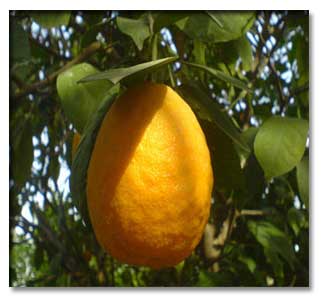 خواص نارنج خواص نارنج