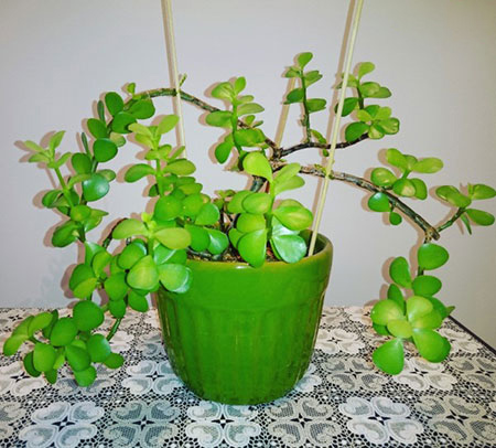 نحوه نگهداری و پرورش گیاهان،نگهداری و تکثیر گیاهان آپارتمانی نکاتی برای نگهداری گل و گیاه در خانه,شناخت گل و گیاه آپارتمانی