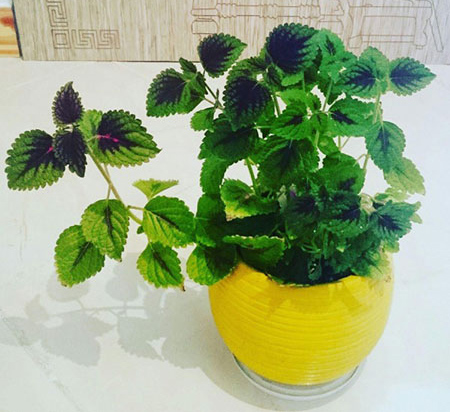 راز شادابی گیاهان آپارتمانی،نکاتی برای نگهداری گل و گیاه گل و گیاه درخانه,نکاتی برای نگهداری گیاهان آپارتمانی