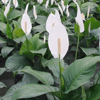 گل اسپاتی فیلوم،نگهداری گل اسپاتی فیلوم آشنایی با گل اسپاتی فیلوم,اسپاتی فیلوم