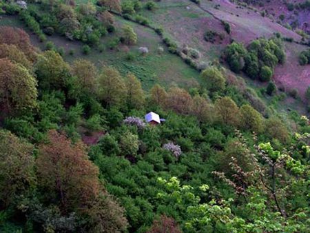 تصاویر جنگل دالخانی،عکس های جنگل دالخانی عکس های جنگل دالخانی,جنگل دالخانی در رامسر
