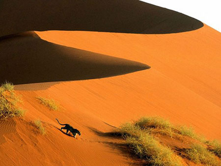 بیابان نامیب,بیابان نامیب تصاویر صحرای نامیب