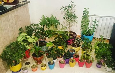نگهداری از گل های آپارتمانی،راهنمای نگهداری از گیاهان آپارتمانی اصول نگهداری از گل های آپارتمانی,روش نگهداری از گل های آپارتمانی