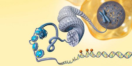 اپی ژنتیک چیست،درباره اپی ژنتیک آشنایی با اپی ژنتیک,اصطلاح اپی ژنتیک