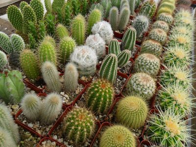 پرورش کاکتوس،علت زرد شدن کاکتوس بیماری های کاکتوس, روش تکثیر کاکتوس