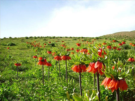 عکس گلستان کوه گلستان کوه,عکس گلستان کوه,گلستان کوه خوانسار