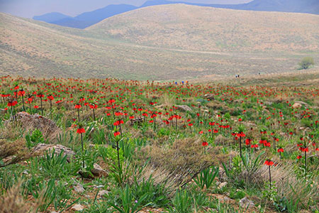 تصاویر گلستان کوه گلستان کوه,عکس گلستان کوه,آب و هوای گلستان کوه