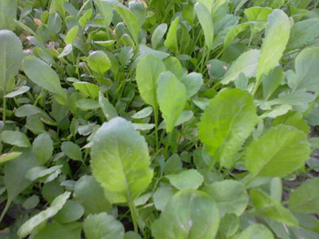کاشت سبزی خوردن،کاشت سبزی خوردن در خانه نحوه کاشت سبزی,طرز کاشت سبزی