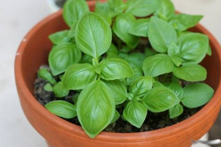 نحوه کاشت سبزی،طرز کاشت سبزی کاشت سبزی خوردن, کاشت سبزی خوردن در خانه