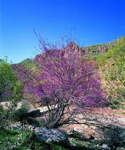 تصاویر تنگه ارغوان،عکس های تنگه ارغوان تنگه ارغوان در استان ایلام