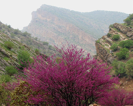 تنگه ارغوان در استان ایلام تنگه ارغوان در استان ایلام