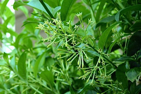 گلهای مخصوص تراس،گل و گیاهان مخصوص تراس گیاهان مخصوص بالکن,درختچه های همیشه سبز