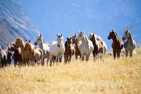 سفر،سفر رفتن وسایل سفر,دانستنی های سفر