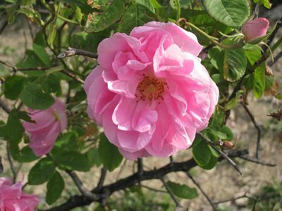 گل محمدی،درباره گل محمدی آشنایی با گل محمدی,خواص گل محمدی