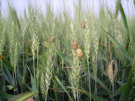 نحوه مبارزه با سن،از بین بردن حشره سن آشنایی با آفات گندم,نحوه از بین بردن سن گندم