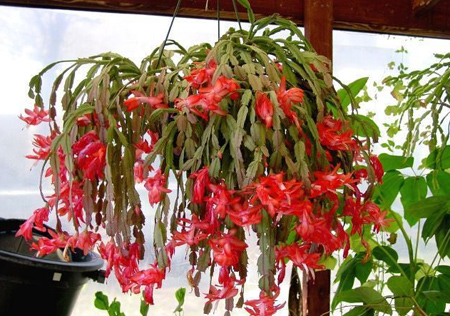 شناخت انواع کاکتوس،آشنایی با کاکتوس های مختلف آشنایی با انواع کاکتوس,معرفی انواع کاکتوس