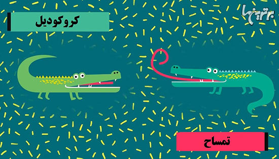 ۲۰ دانستنی کوچک، اما جالب ۲۰ دانستنی کوچک، اما جالب
