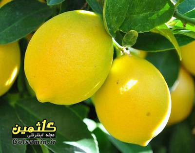 خواص لیمو شیرین, Sweet lemon properties