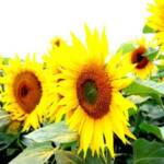 خواص آفتاب گردان, Sunflower properties, آفتابگردان, خواص آفتابگردان, خواص مواد غذایی
