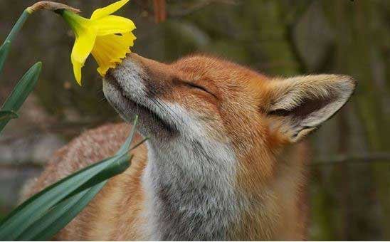 حیواناتی که گل های زیبا را بو می کنند, pic