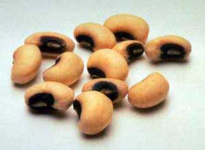 لوبیا لوبیا