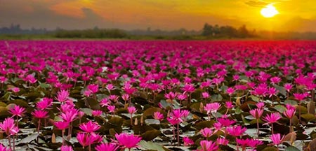 جاهای دیدنی تایلند, مکانهای تفریحی تایلند دریاچه نیلوفر قرمز,دریاچه نیلوفر قرمز در تایلند