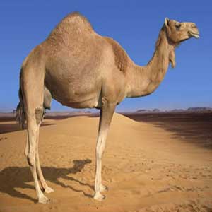گوشت شتر گوشت شتر