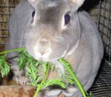 آشنایی با نحوه مراقبت و غذا دادن به خرگوش, حیات وحش, حیوانات, دانستنیهای حیوانات, دانستنیهای گیاهان, طبیعت, گیاهان