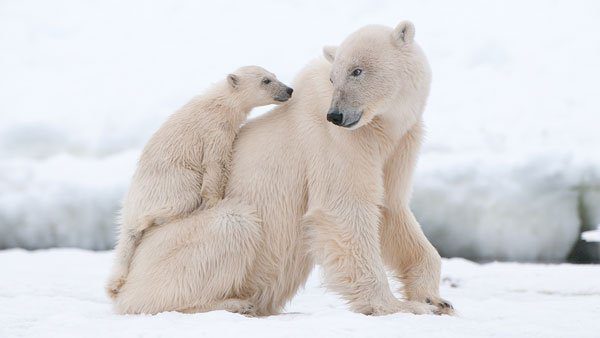 بازیگوشی خرس قطبی در آلاسکا, حیوان