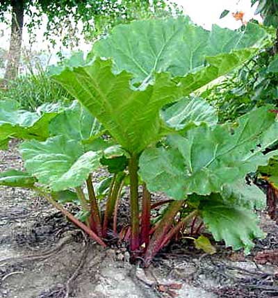 خواص ریواس ,خورش ریواس خواص ریواس ,خورش ریواس