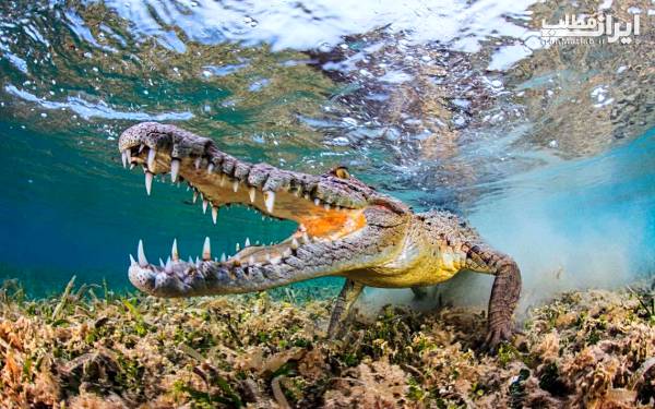 اطلاعات شگفت انگیز در مورد تمساح که نمی دانستید + عکس, حیوان