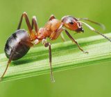 دانستنی هایی شگفت آور درباره مورچه ها, حیات وحش, حیوانات, دانستنیهای حیوانات, دانستنیهای گیاهان, طبیعت, گیاهان