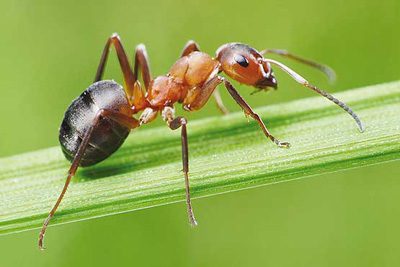 دانستنی هایی شگفت آور درباره مورچه ها, دانستنیهای گیاهان و حیوانات