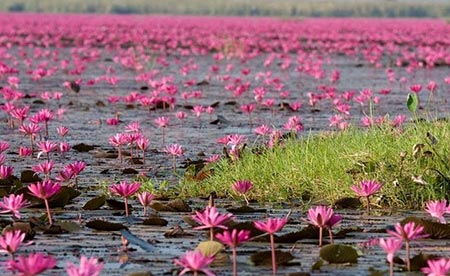 دریاچه نیلوفر قرمز،دریاچه نیلوفر قرمز در تایلند جاهای دیدنی تایلند,دیدنی های تایلند