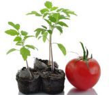 نحوه پرورش گوجه فرنگی در خانه, حیات وحش, حیوانات, دانستنیهای حیوانات, دانستنیهای گیاهان, طبیعت, گیاهان