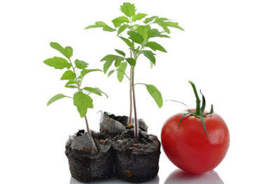 پرورش گوجه در خانه,نحوه پرورش گوجه فرنگی در خانه